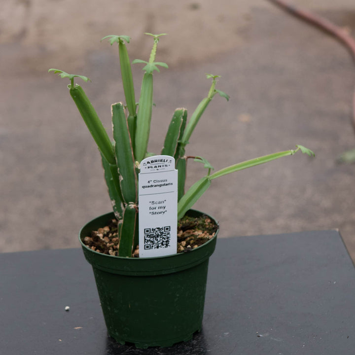 Gabriella Plants Other 4" Cissus quadrangularis