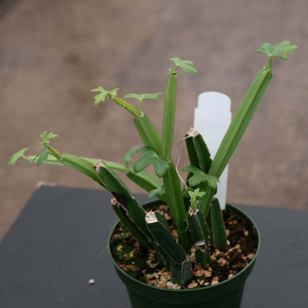 Gabriella Plants Other 4" Cissus quadrangularis