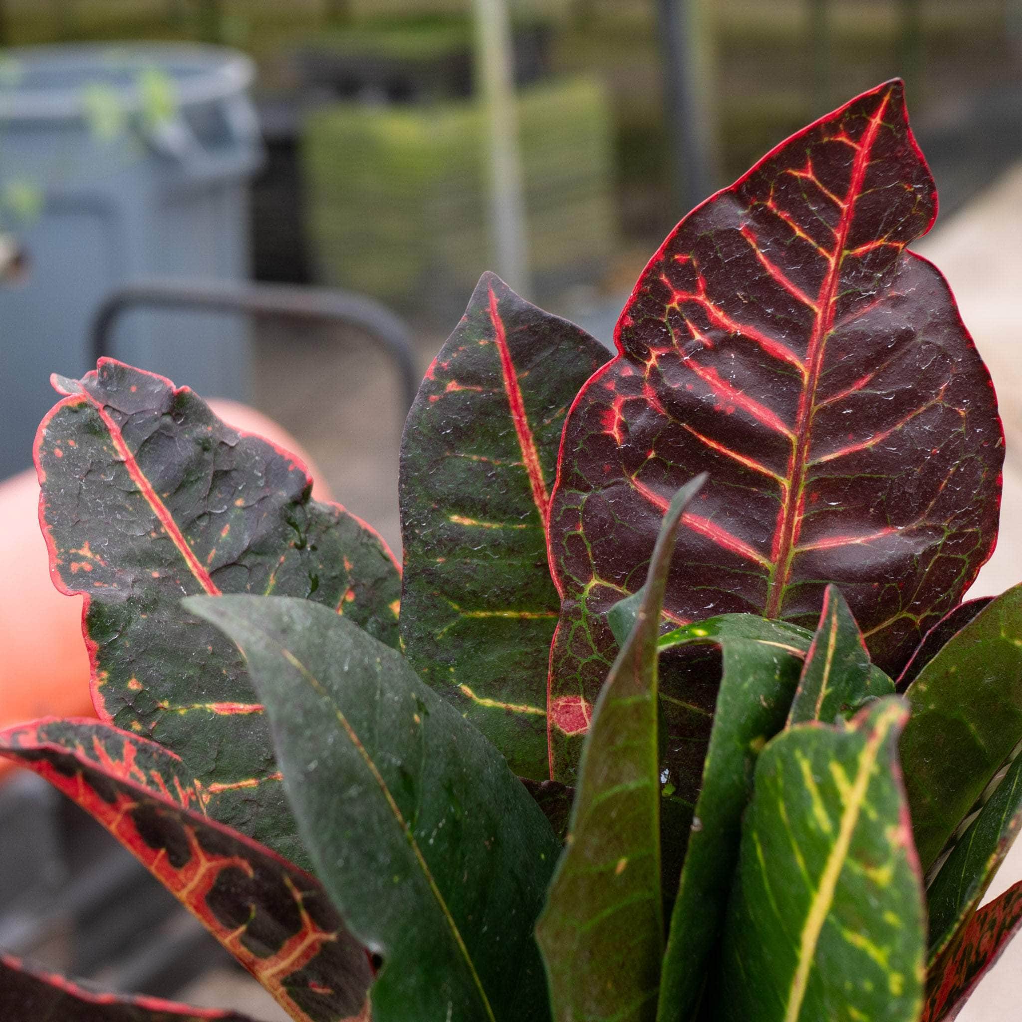 Codiaeum variegatum 'Petra' – Gabriella Plants