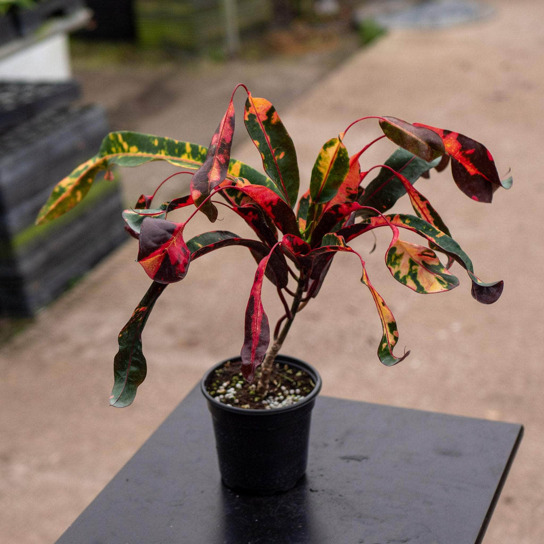 codiaeum croton mammy plant Codiaeum variegatum 'Red Jester'