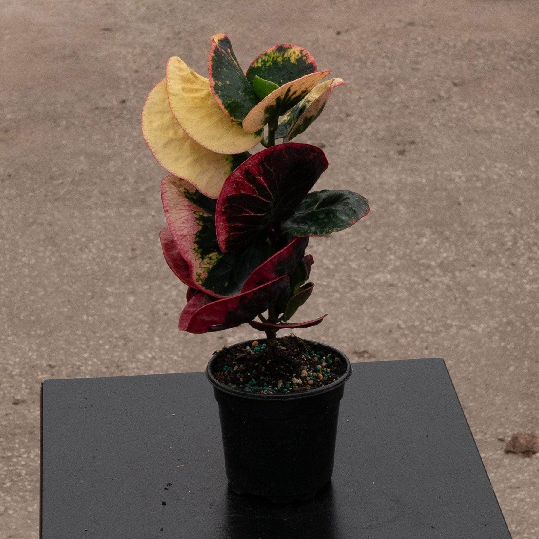 croton plant flower seeds Codiaeum variegatum 'Rose'