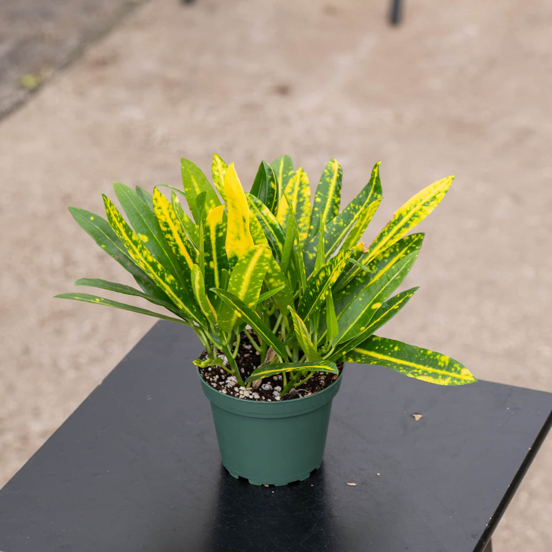 Gabriella Plants Croton 4" Codiaeum variegatum ' Sunny Star'