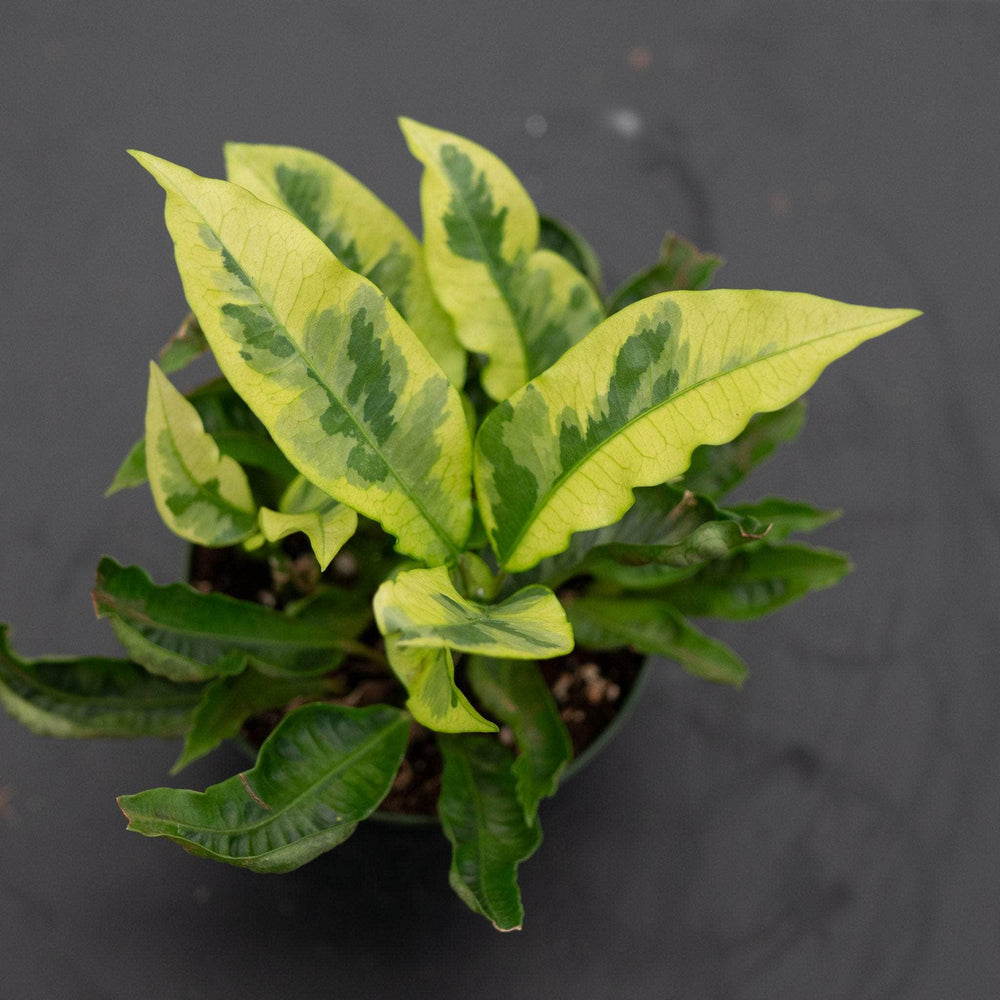 Gabriella Plants Croton 4" Codiaeum variegatum 'Tamara'