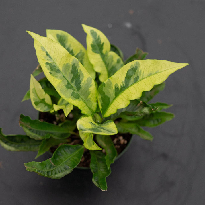 Gabriella Plants Croton 4" Codiaeum variegatum 'Tamara'