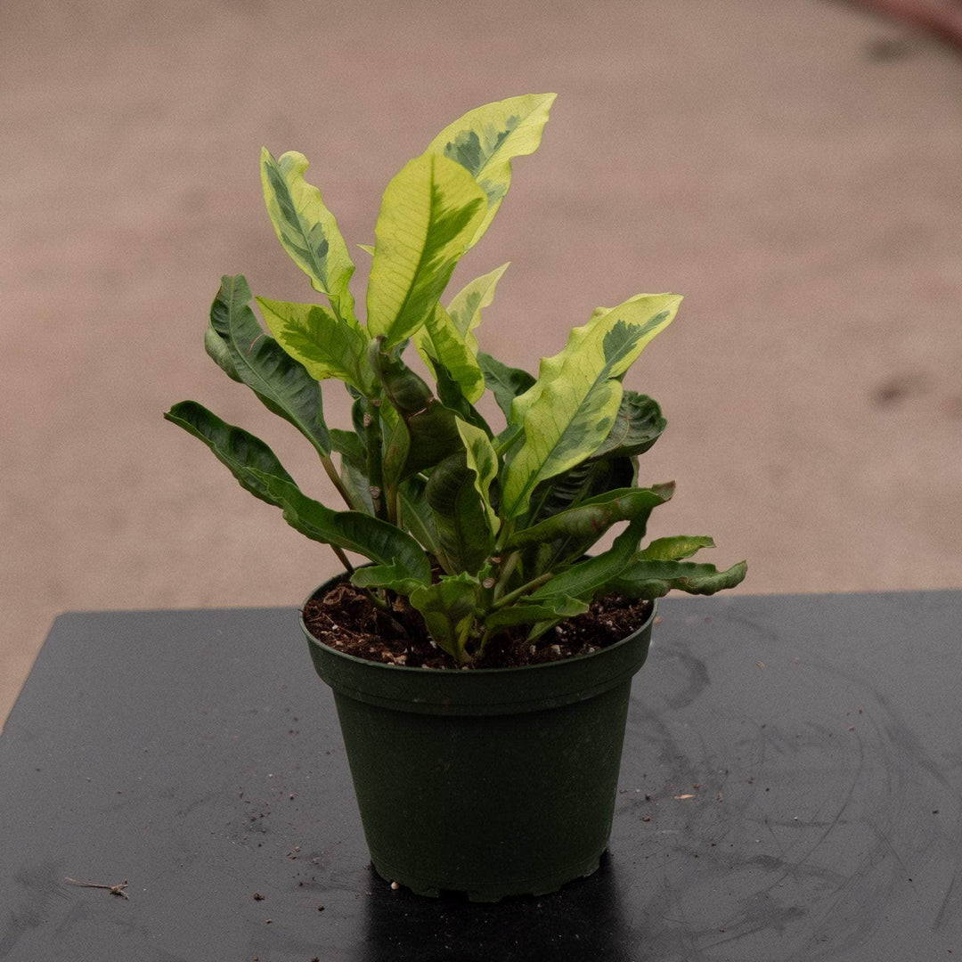 Gabriella Plants Croton 4" Codiaeum variegatum 'Tamara'