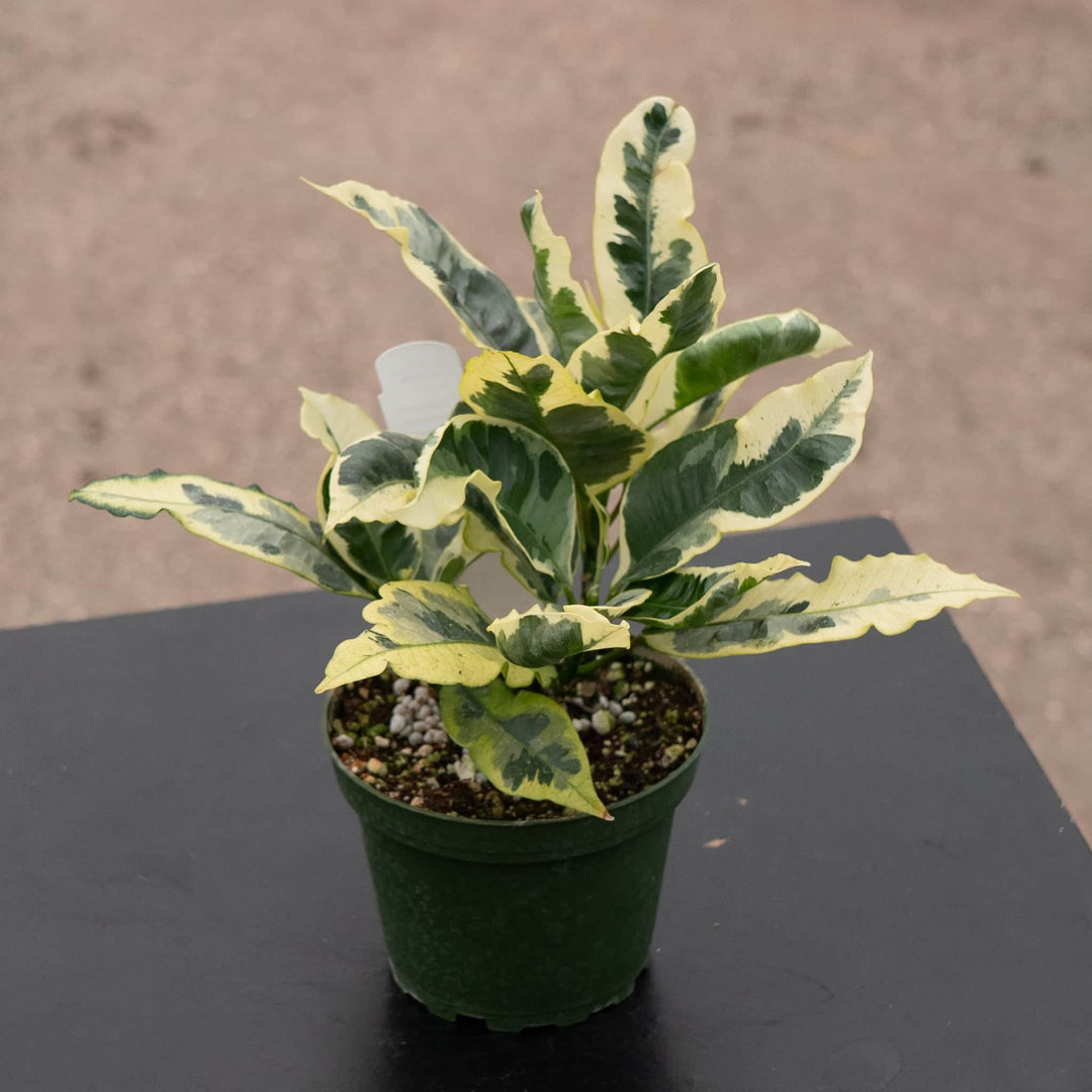 Gabriella Plants Croton 4" Codiaeum variegatum 'Tamara'