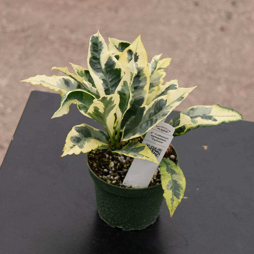 Gabriella Plants Croton 4" Codiaeum variegatum 'Tamara'