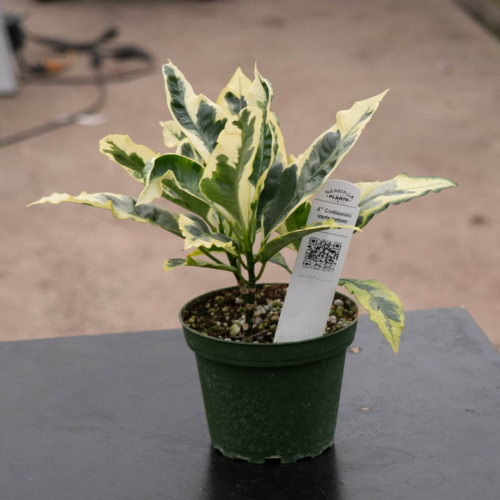 Gabriella Plants Croton 4" Codiaeum variegatum 'Tamara'