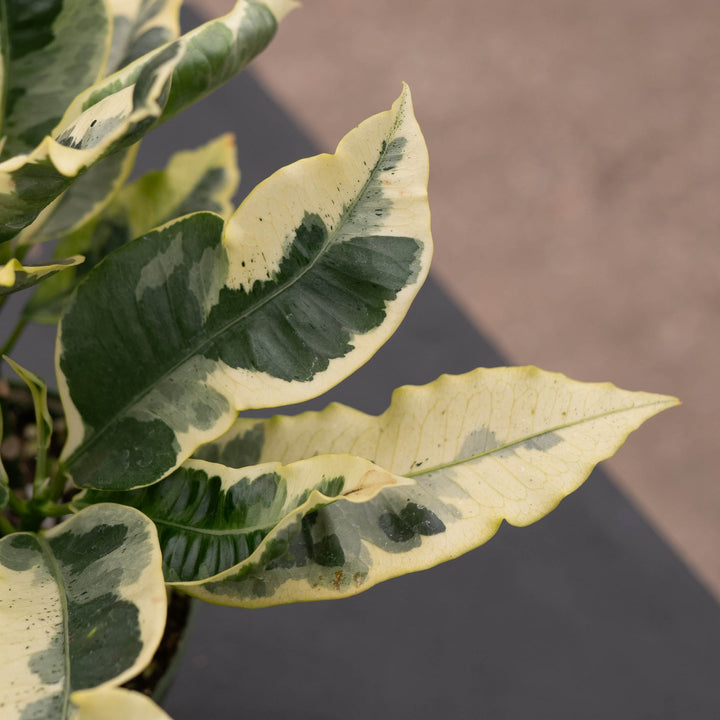 Gabriella Plants Croton 4" Codiaeum variegatum 'Tamara'