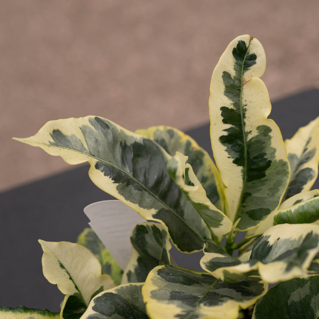 Gabriella Plants Croton 4" Codiaeum variegatum 'Tamara'