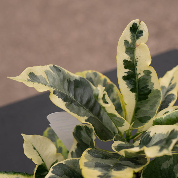 Gabriella Plants Croton 4" Codiaeum variegatum 'Tamara'