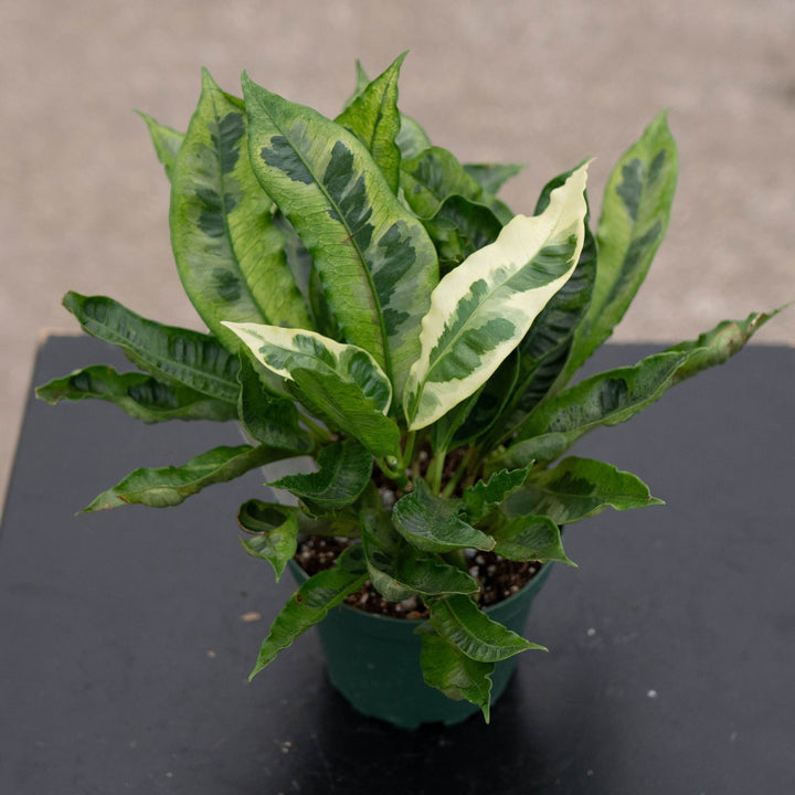 Gabriella Plants Croton 4" Codiaeum variegatum &