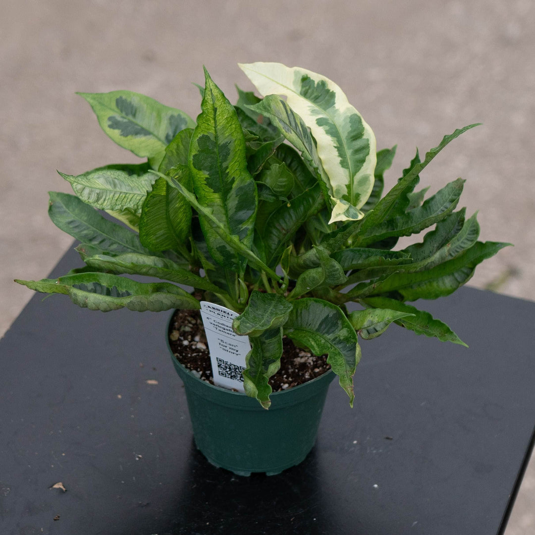 Gabriella Plants Croton 4" Codiaeum variegatum &