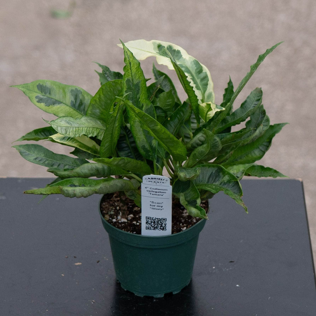 Gabriella Plants Croton 4" Codiaeum variegatum &