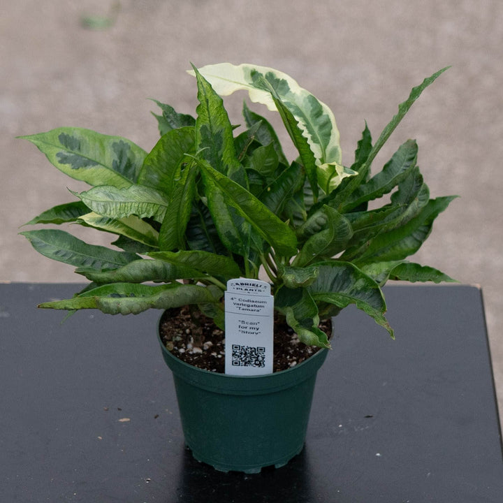 Gabriella Plants Croton 4" Codiaeum variegatum &