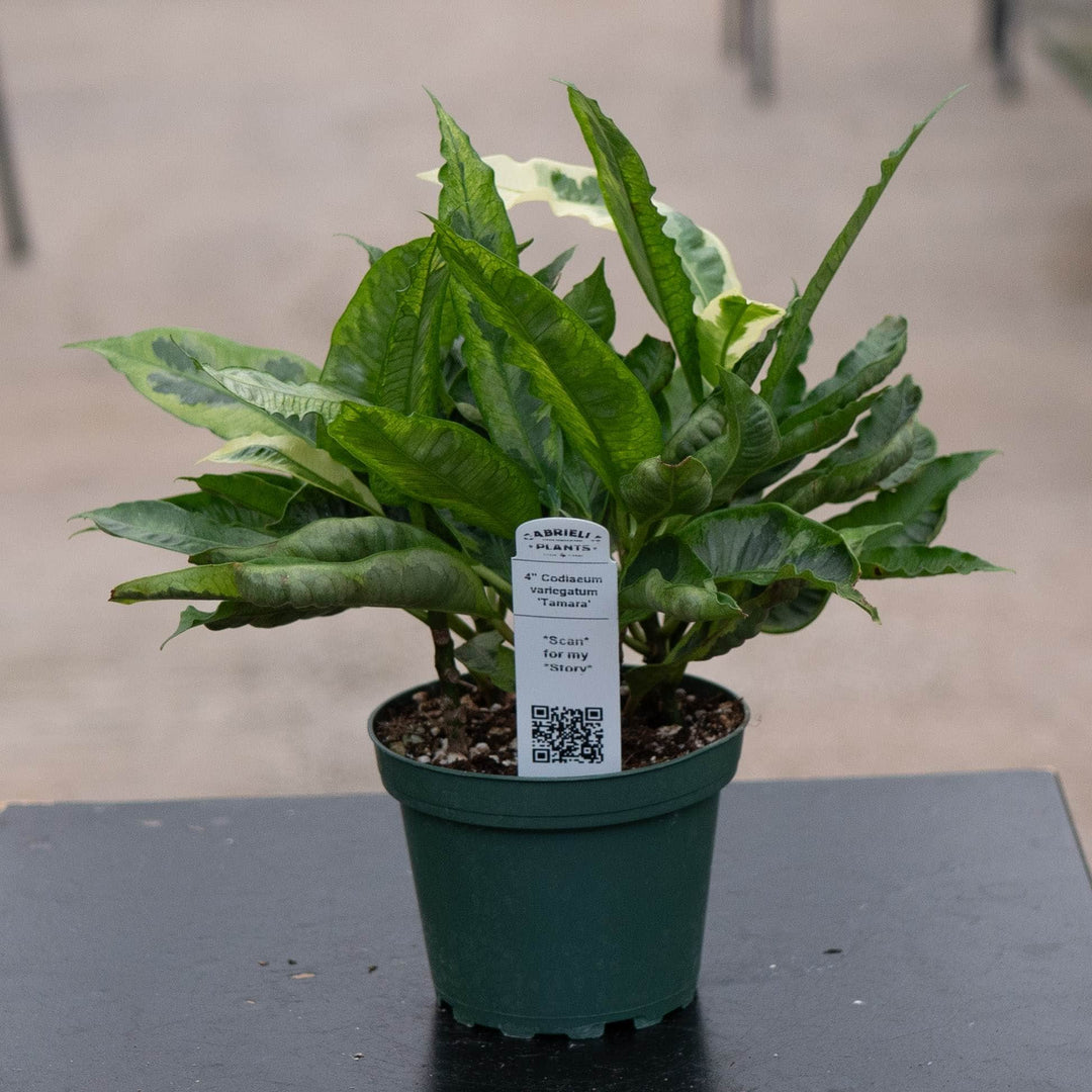 Gabriella Plants Croton 4" Codiaeum variegatum 'Tamara'