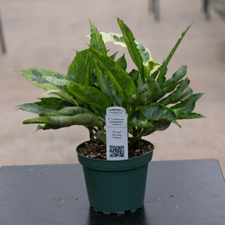 Gabriella Plants Croton 4" Codiaeum variegatum &