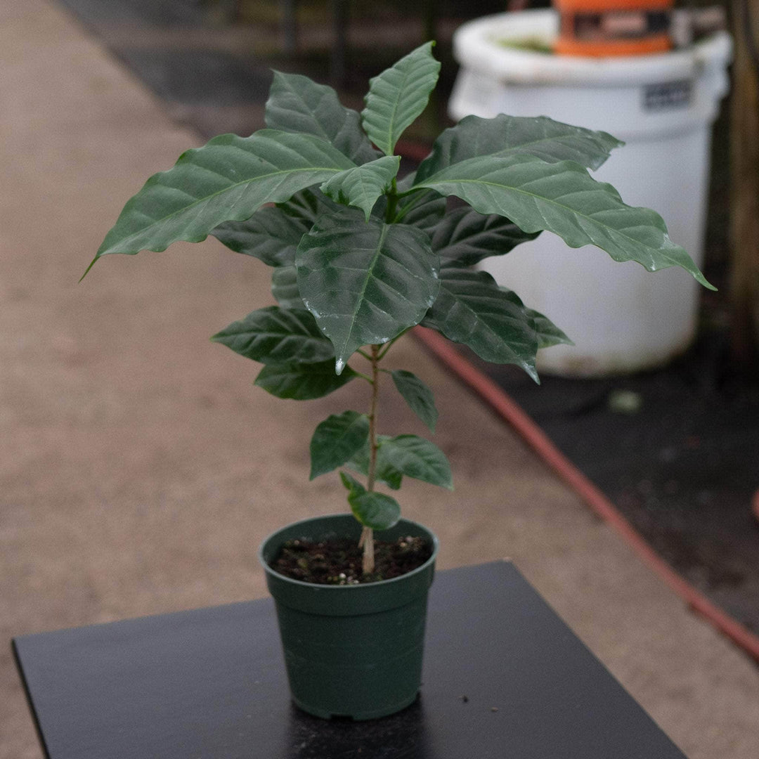 arabica coffee house plant Coffea arabica "Coffee Plant"