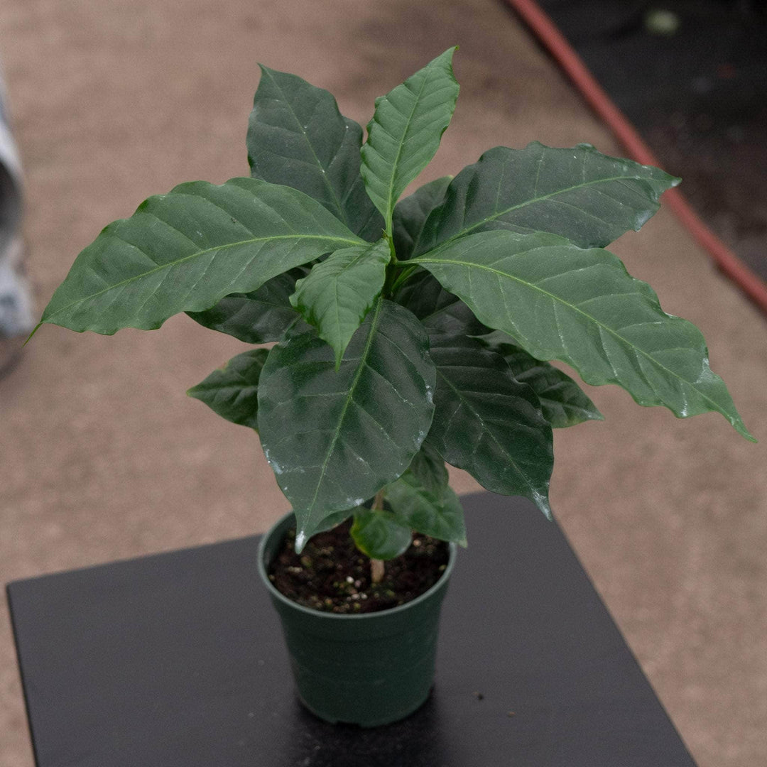 coffee house plant Coffea arabica "Coffee Plant"