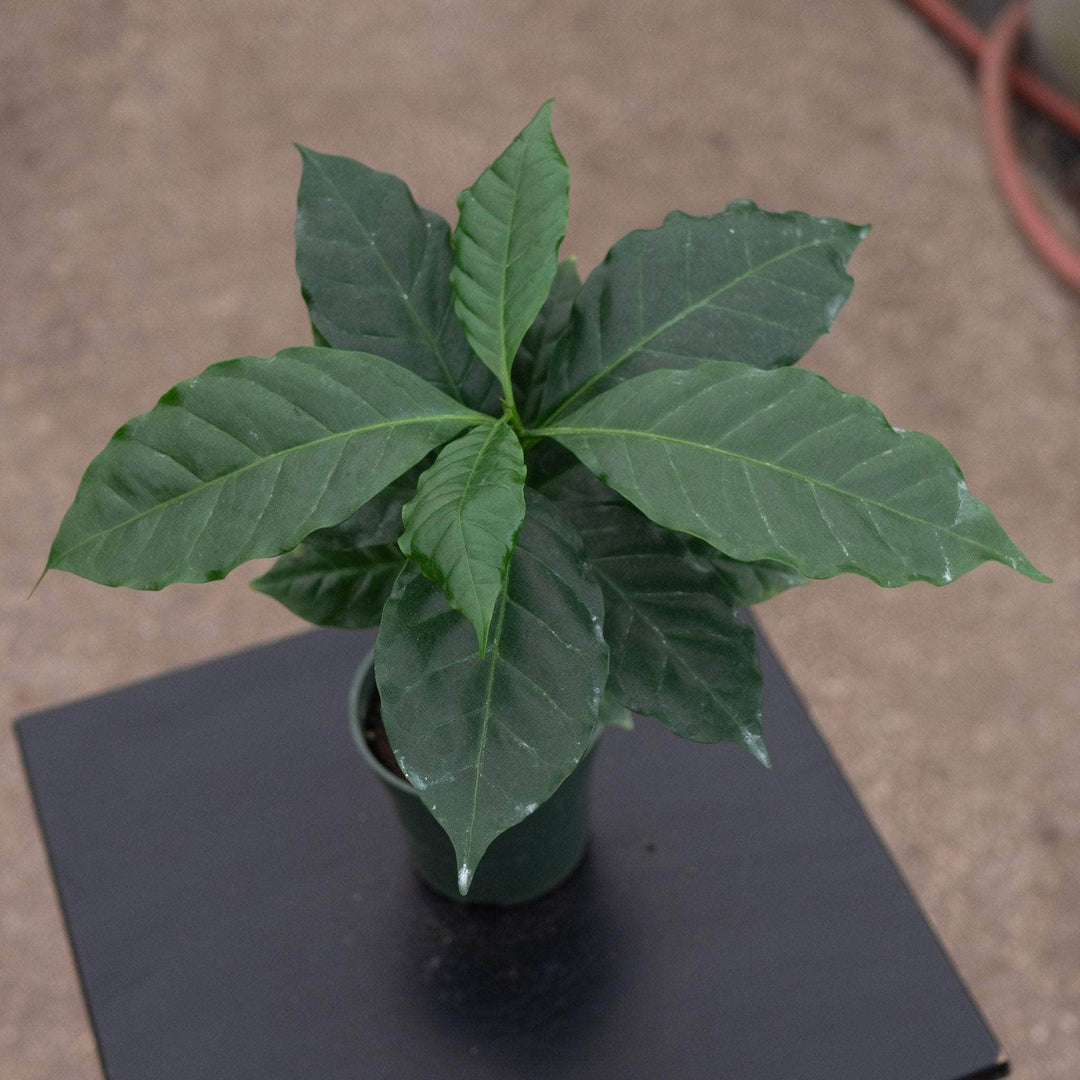 arabica coffee house plant Coffea arabica "Coffee Plant"