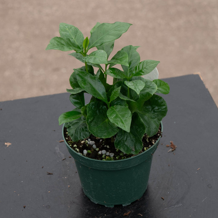 Gabriella Plants Other 4" Coffea arabica "Coffee Plant"