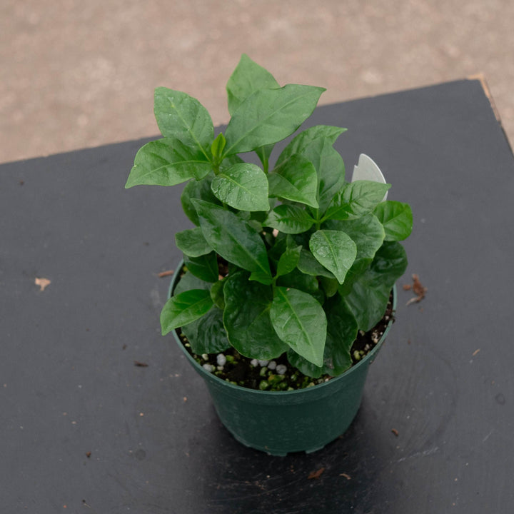 Gabriella Plants Other 4" Coffea arabica "Coffee Plant"