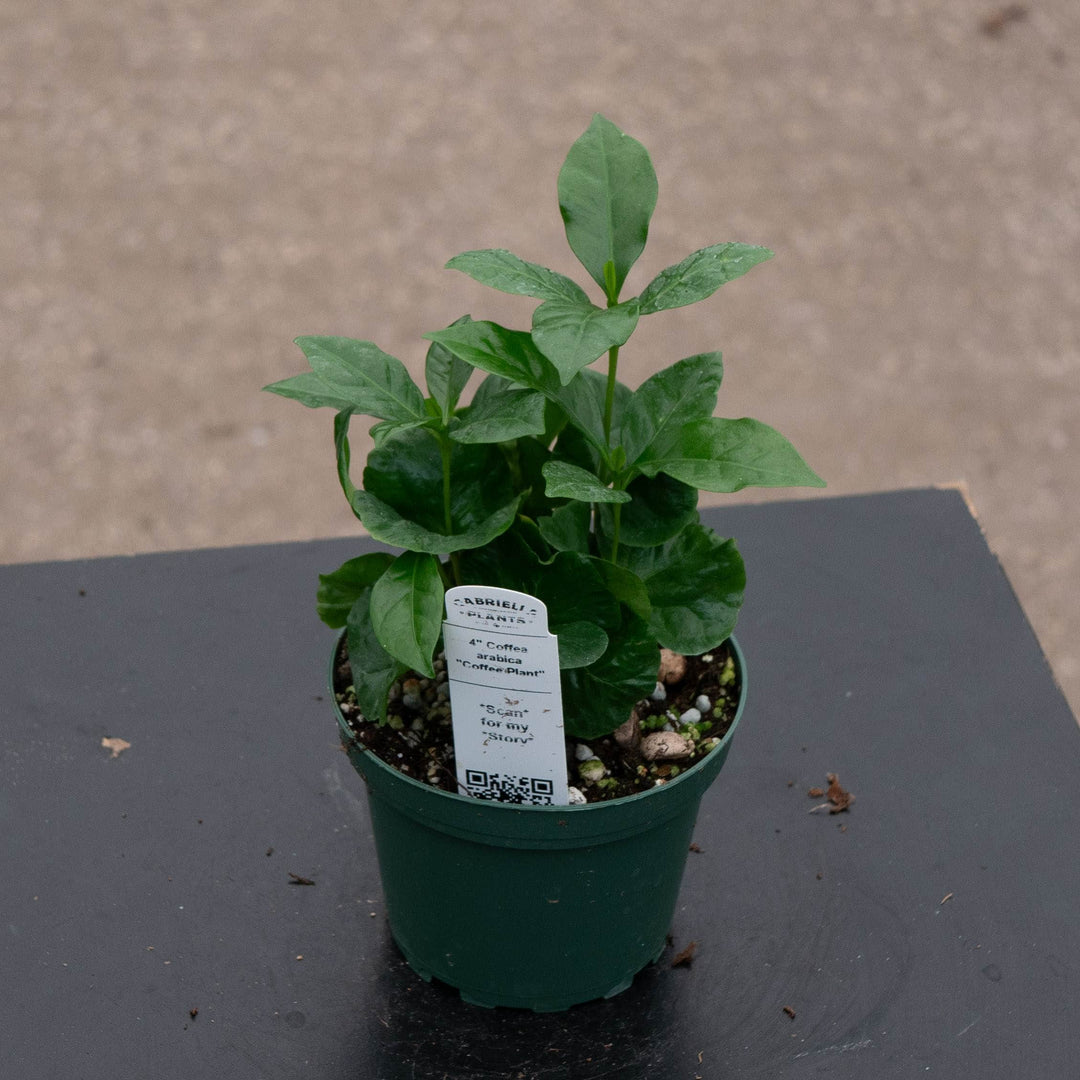 Gabriella Plants Other 4" Coffea arabica "Coffee Plant"