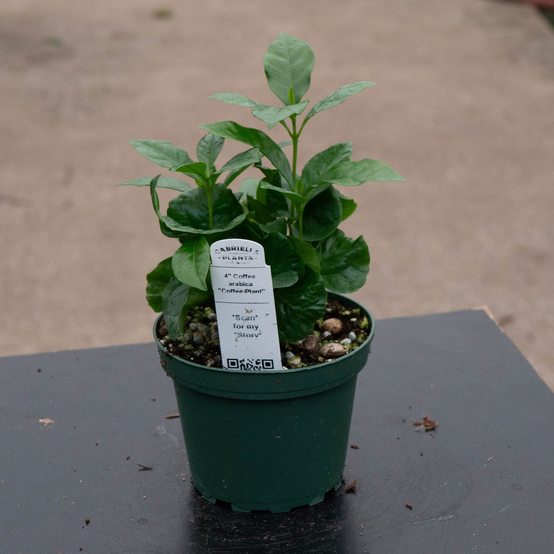 Gabriella Plants Other 4" Coffea arabica "Coffee Plant"