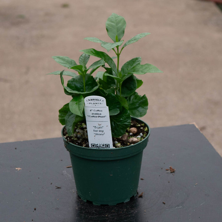 Gabriella Plants Other 4" Coffea arabica "Coffee Plant"
