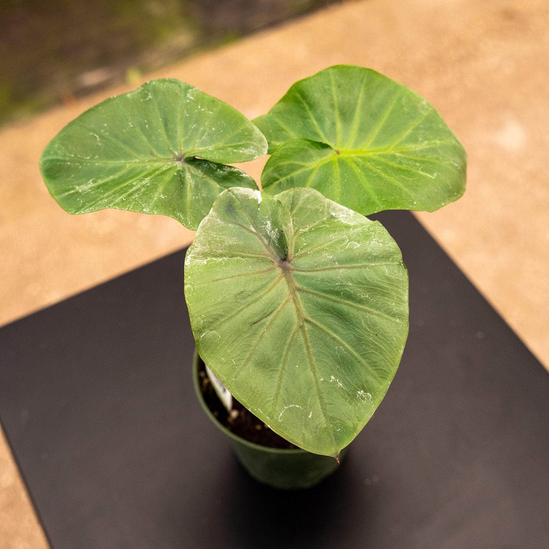black spots on elephant ear plant Colocasia 'Black Goblet'