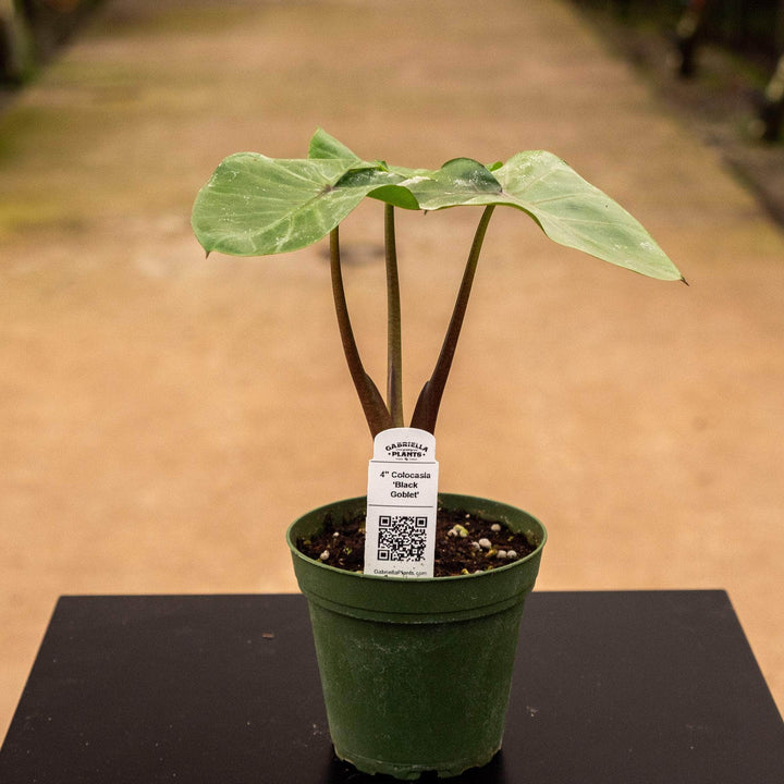 Gabriella Plants Alocasia 4" Colocasia 'Black Goblet'