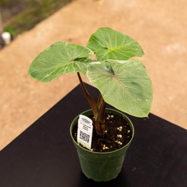 Gabriella Plants Alocasia 4" Colocasia 'Black Goblet'