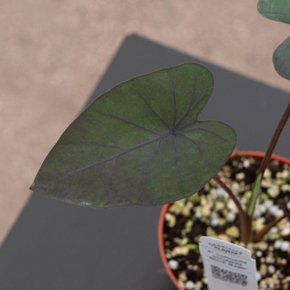elephant ear black magic plant Colocasia esculenta 'Black Magic'