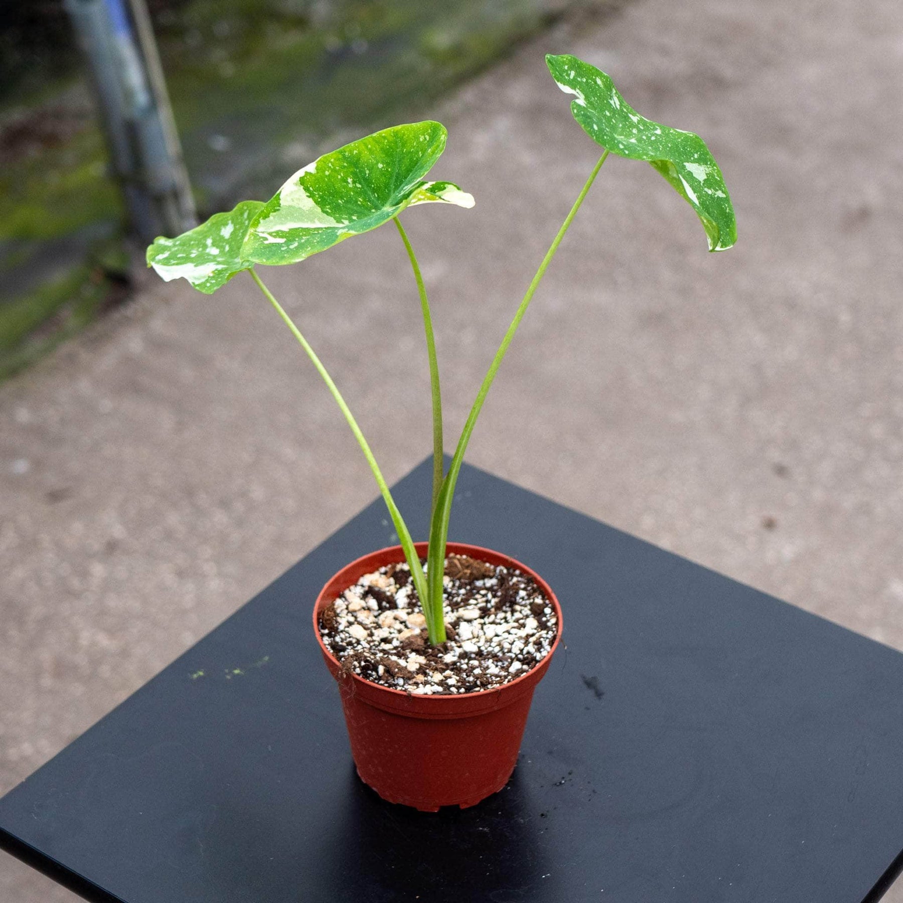colocasia house plants Colocasia esculenta 'Ele Paio'