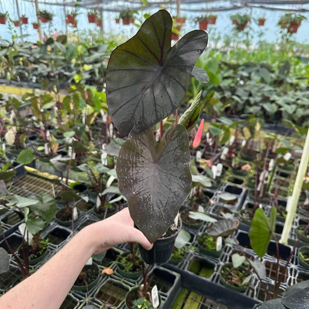 electric blue gecko elephant ear plant Colocasia esculenta 'Electric Blue Gecko'