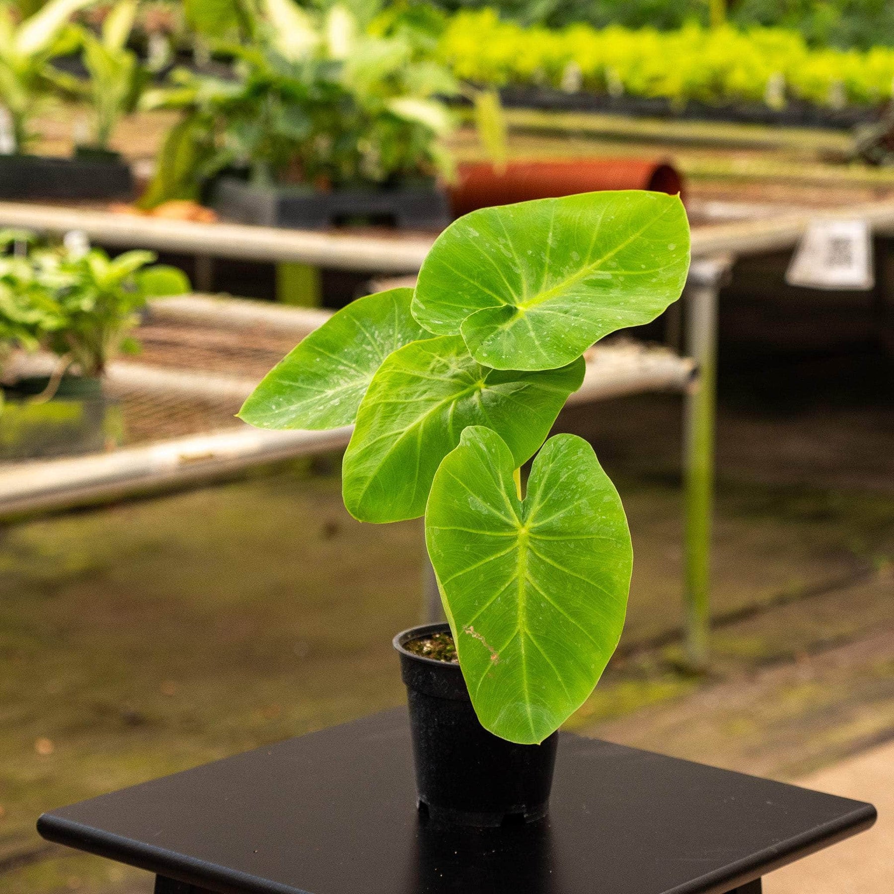 colocasia plant indoor Colocasia esculenta 'Maui Gold'