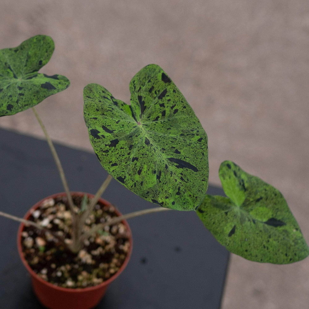 Gabriella Plants Alocasia 4" Colocasia esculenta 'Mojito'