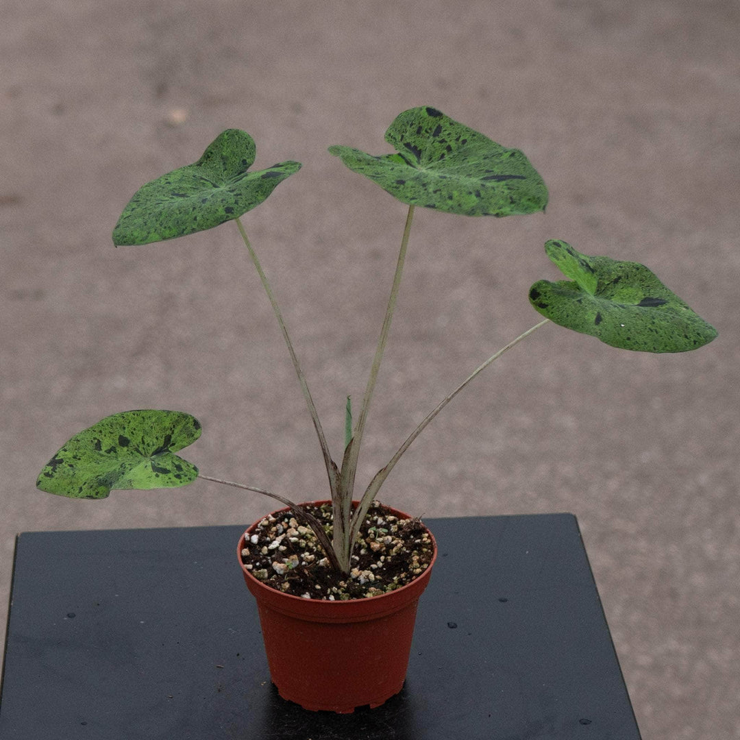 Gabriella Plants Alocasia 4" Colocasia esculenta 'Mojito'