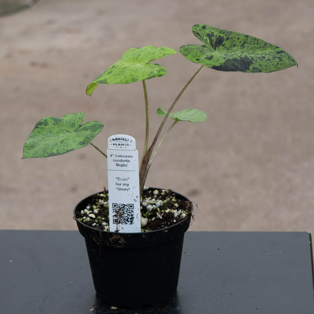Gabriella Plants Alocasia 4" Colocasia esculenta 'Mojito'