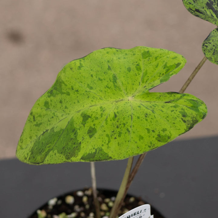 Gabriella Plants Alocasia 4" Colocasia esculenta 'Mojito'