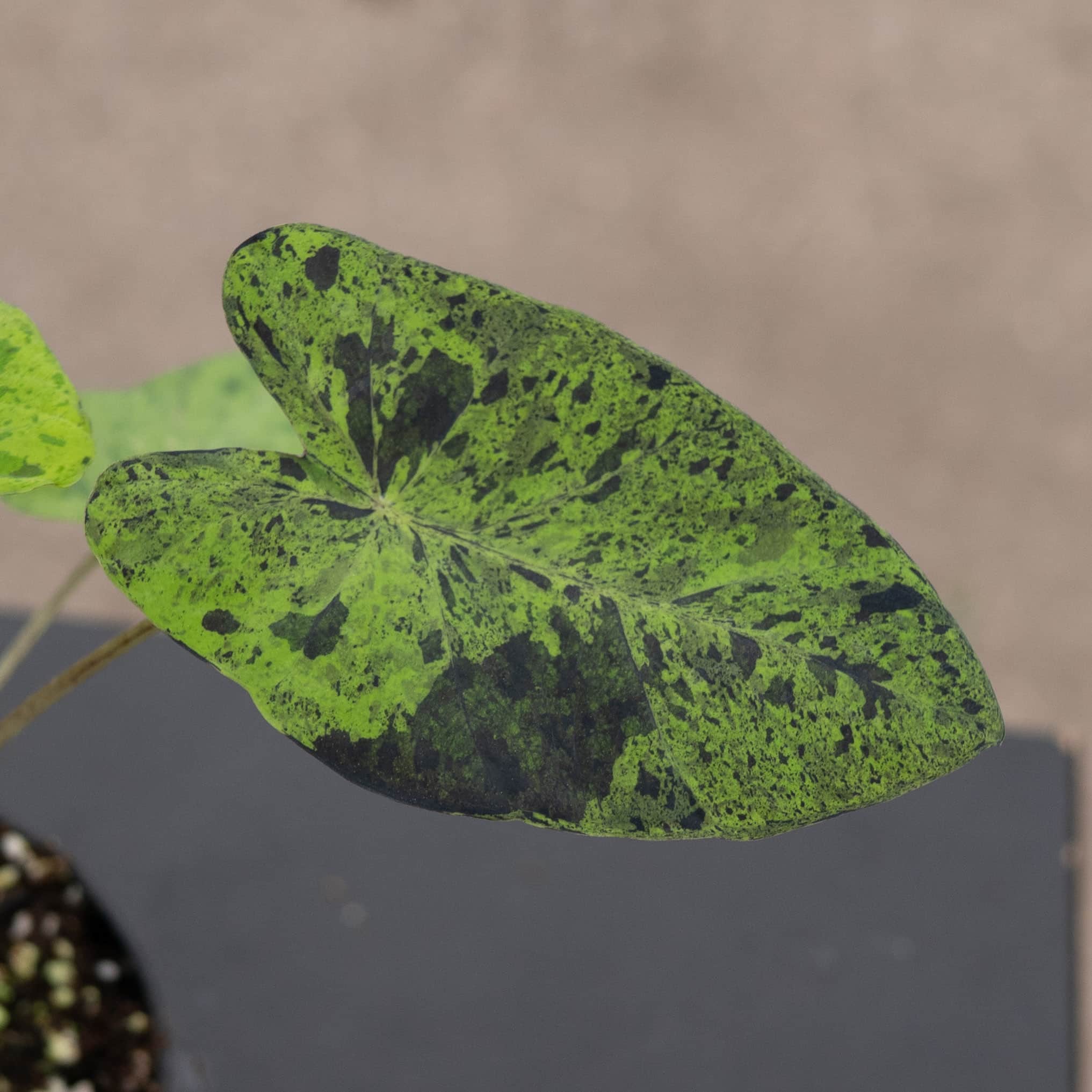 Gabriella Plants Colocasia esculenta Mojito