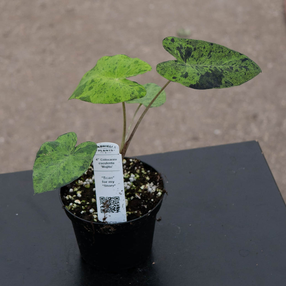 Gabriella Plants Alocasia 4" Colocasia esculenta 'Mojito'