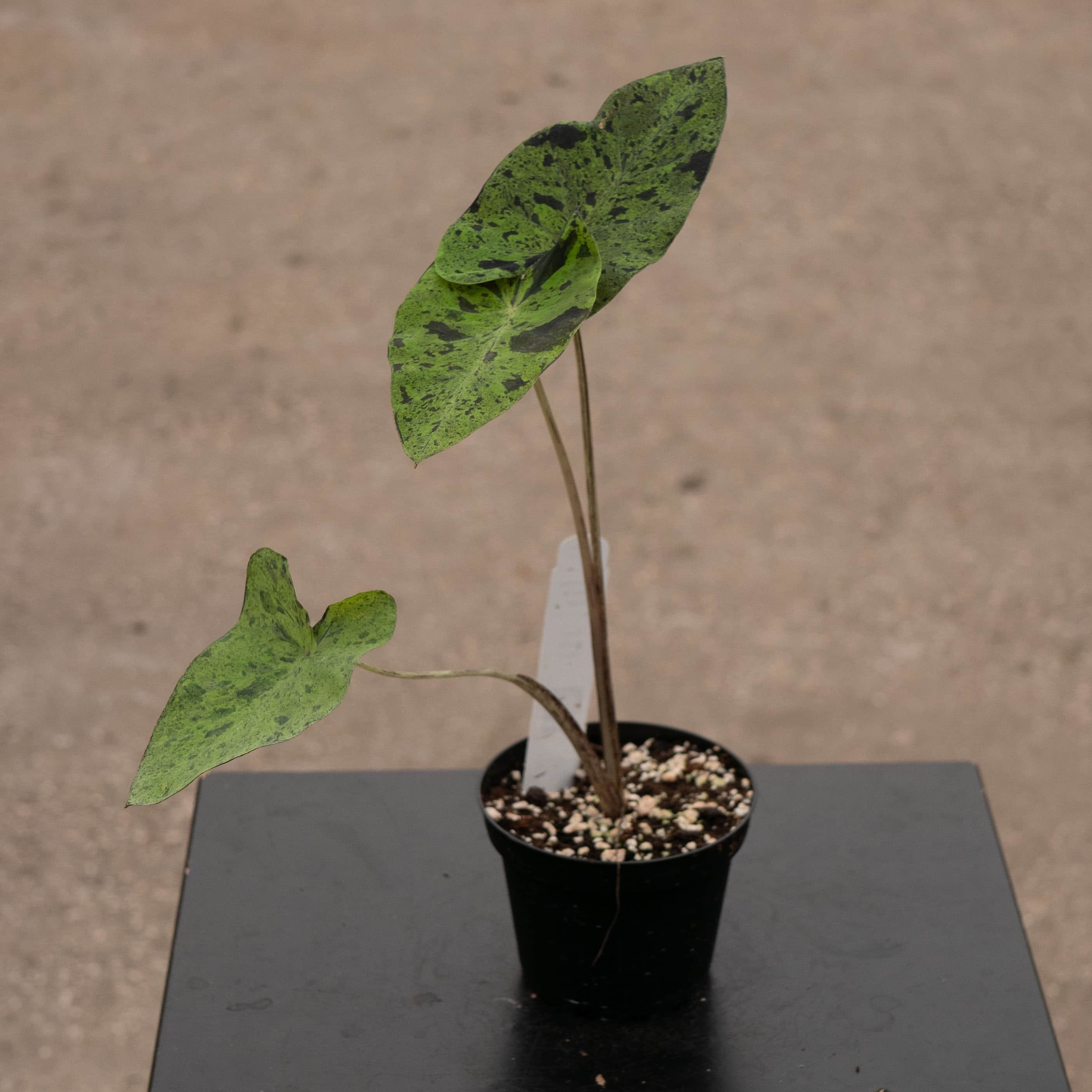 Gabriella Plants Colocasia esculenta Mojito - Thumbnail 3