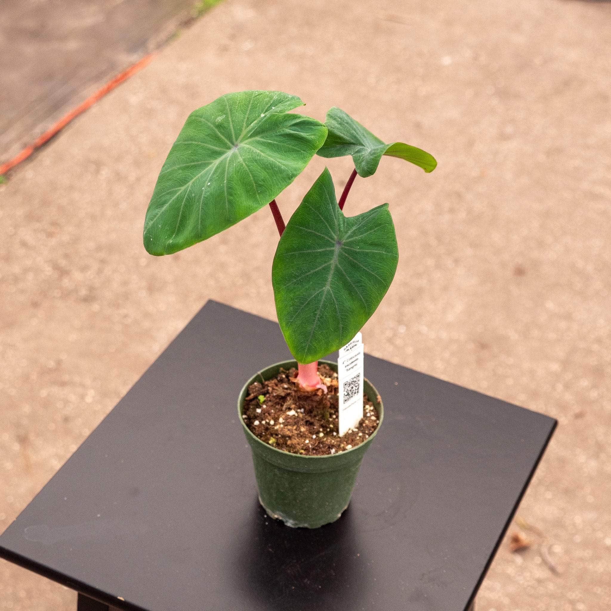 colocasia indoor plant Colocasia esculenta 'Sangria'