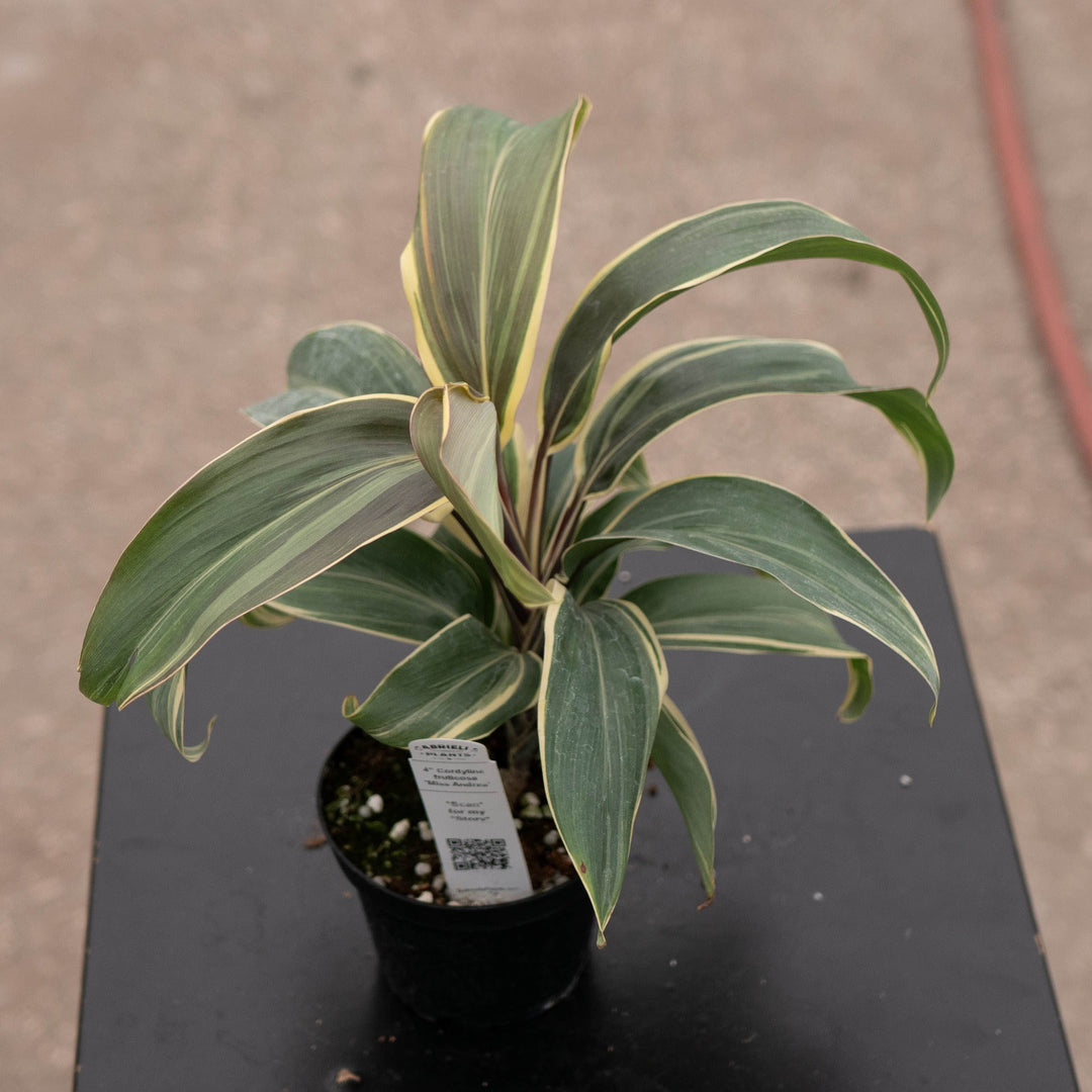 Gabriella Plants Cordyline 4" Cordyline fruticosa &