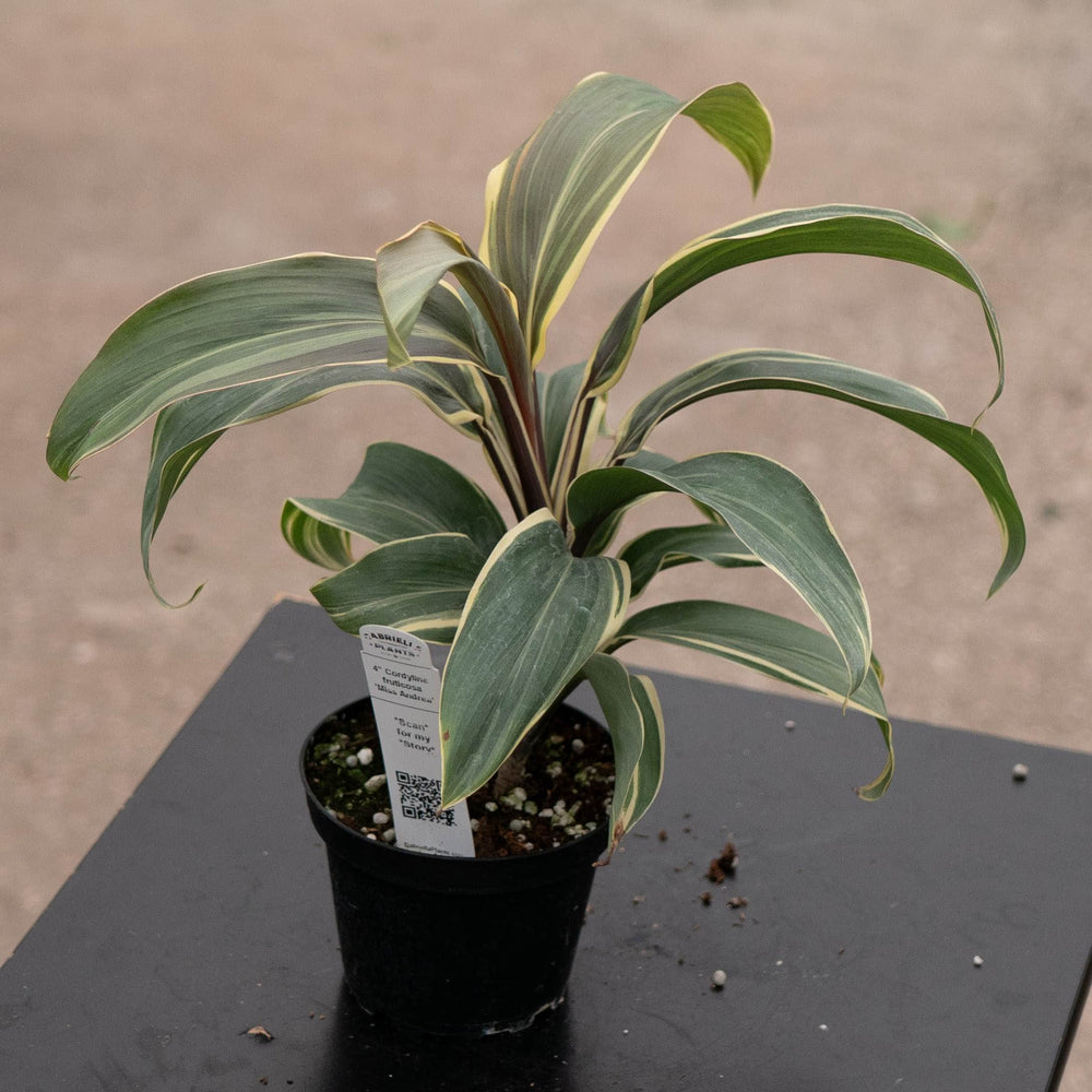 Gabriella Plants Cordyline 4" Cordyline fruticosa 'Miss Andrea'