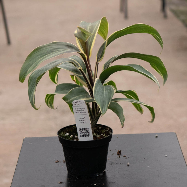 Gabriella Plants Cordyline 4" Cordyline fruticosa &