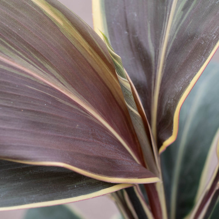 Gabriella Plants Cordyline 4" Cordyline fruticosa &