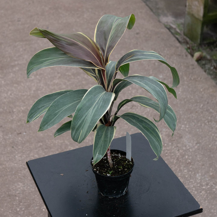 Gabriella Plants Cordyline 4" Cordyline fruticosa &
