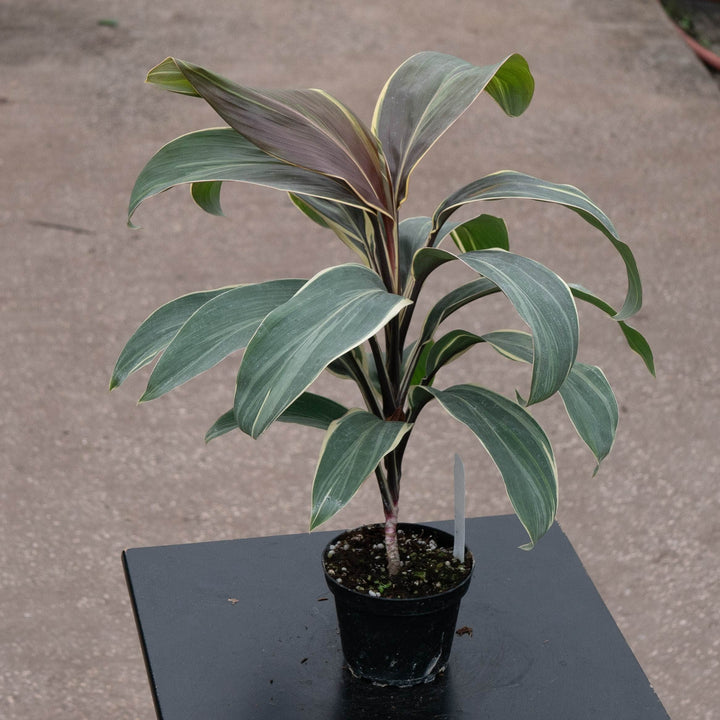Gabriella Plants Cordyline 4" Cordyline fruticosa &
